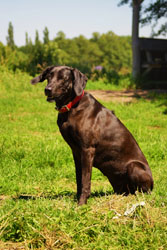 Hundebetreuung Friedrichshain 1